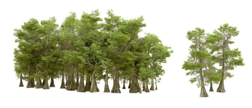 Green forest isolated on background. 3d rendering - illustration png