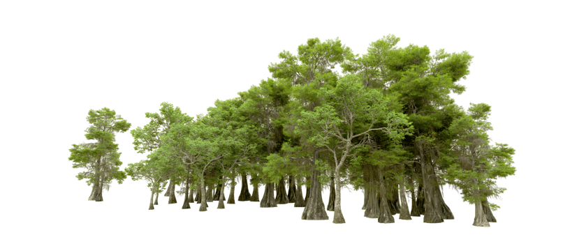 Green forest isolated on background. 3d rendering - illustration png