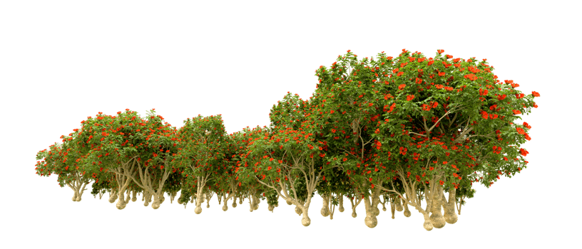 Green forest isolated on background. 3d rendering - illustration png