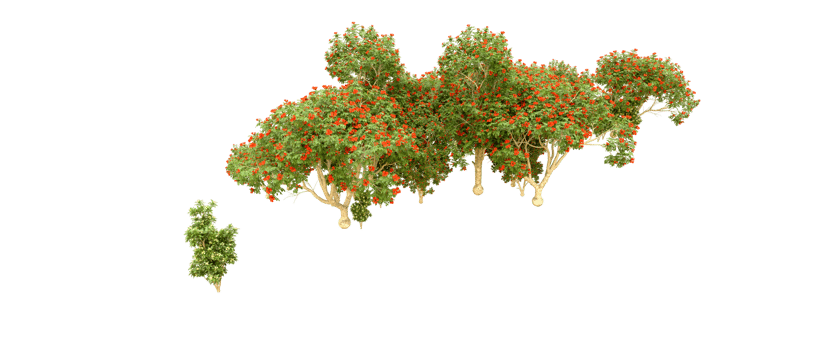 Green forest isolated on background. 3d rendering - illustration png