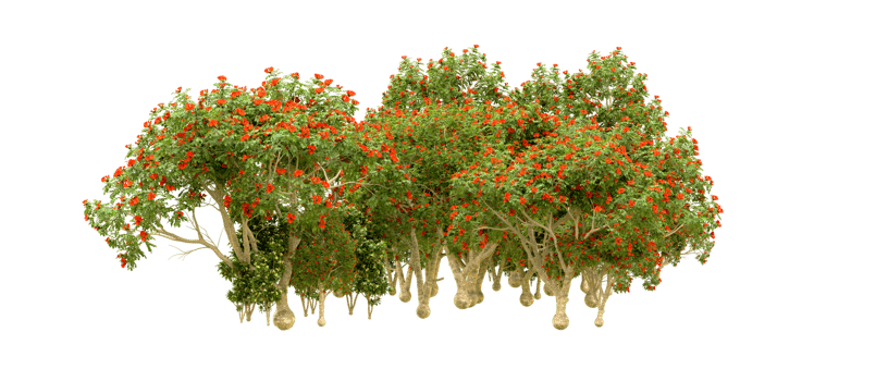 Green forest isolated on background. 3d rendering - illustration png