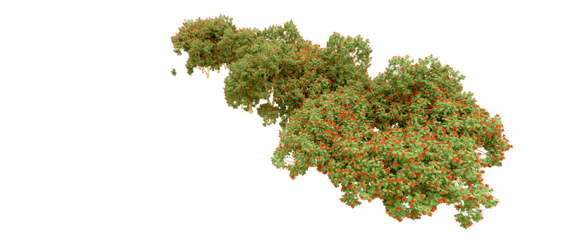 Green forest isolated on background. 3d rendering - illustration png