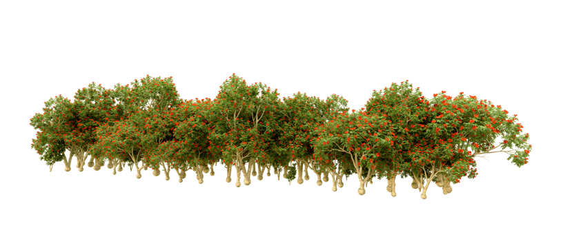 Green forest isolated on background. 3d rendering - illustration png