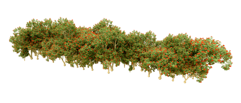 Green forest isolated on background. 3d rendering - illustration png