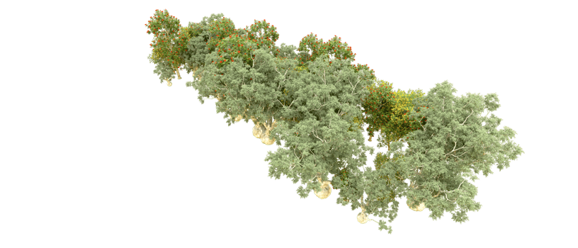Green forest isolated on background. 3d rendering - illustration png