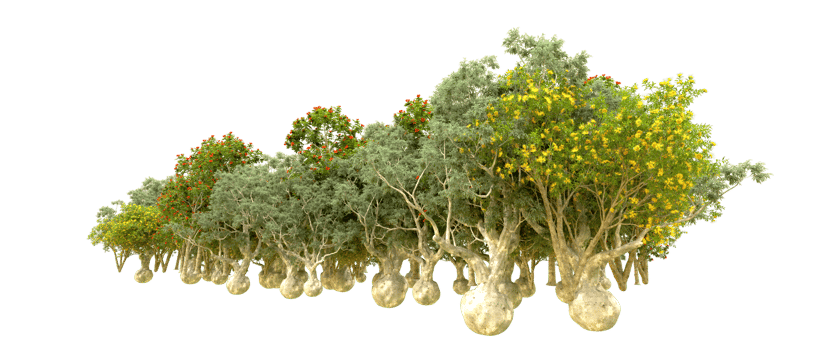 Green forest isolated on background. 3d rendering - illustration png
