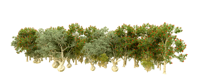 Green forest isolated on background. 3d rendering - illustration png