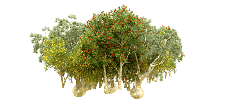 Green forest isolated on background. 3d rendering - illustration png