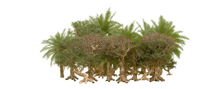 Green forest isolated on background. 3d rendering - illustration png