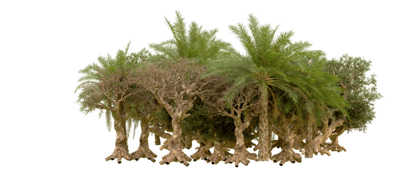 Green forest isolated on background. 3d rendering - illustration png