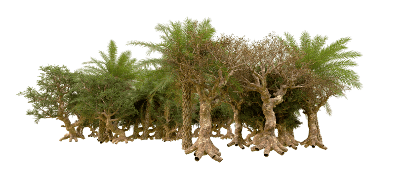 Green forest isolated on background. 3d rendering - illustration png