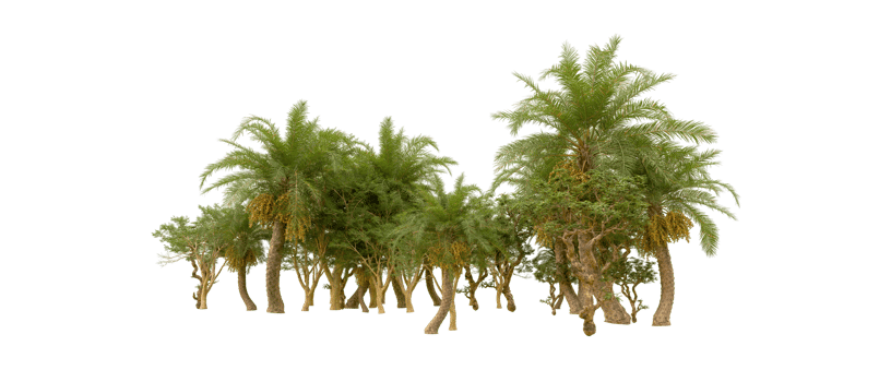 Green forest isolated on background. 3d rendering - illustration png