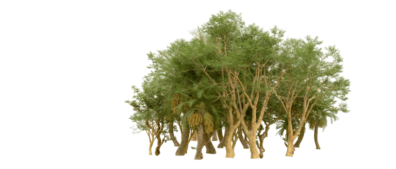 Green forest isolated on background. 3d rendering - illustration png