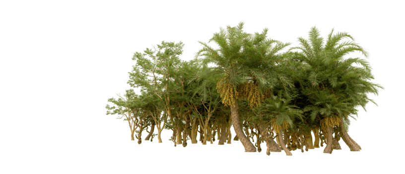Green forest isolated on background. 3d rendering - illustration png