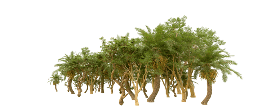 Green forest isolated on background. 3d rendering - illustration png