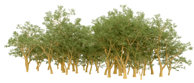 Green forest isolated on background. 3d rendering - illustration png