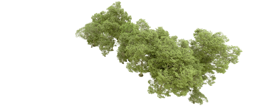Green forest isolated on background. 3d rendering - illustration png