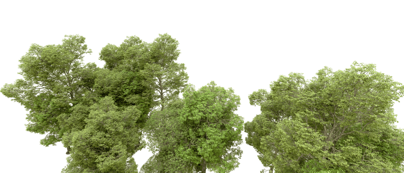 Green forest isolated on background. 3d rendering - illustration png