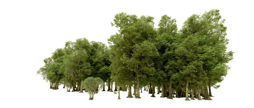Green forest isolated on background. 3d rendering - illustration png