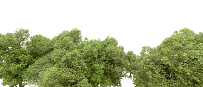 Green forest isolated on background. 3d rendering - illustration png