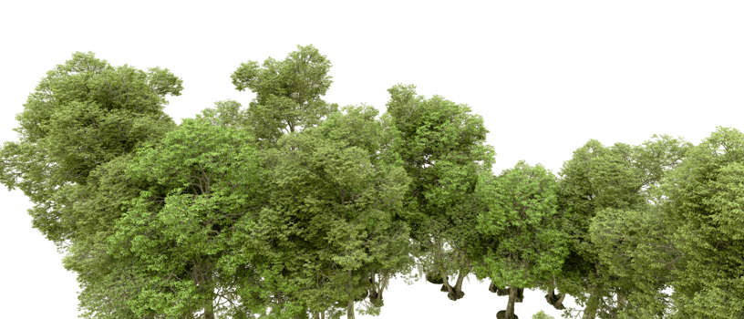 Green forest isolated on background. 3d rendering - illustration png