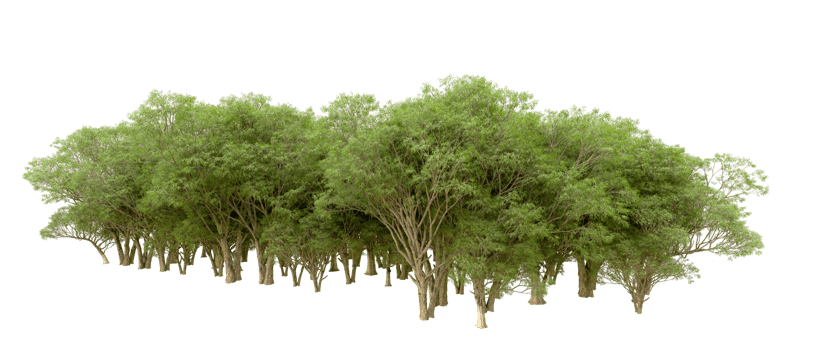 Green forest isolated on background. 3d rendering - illustration png