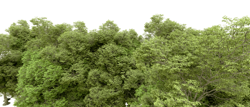 Green forest isolated on background. 3d rendering - illustration png