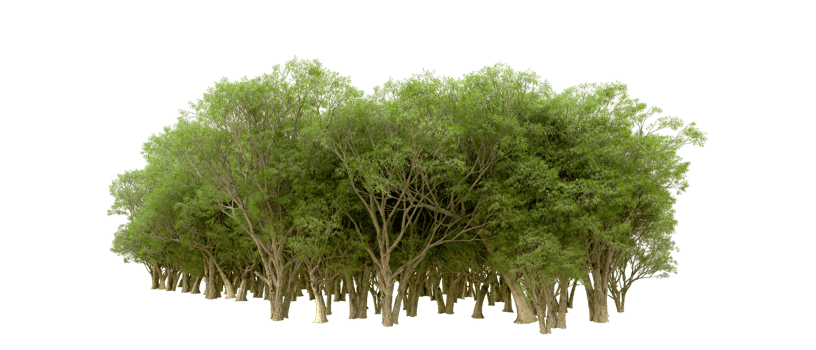 Green forest isolated on background. 3d rendering - illustration png
