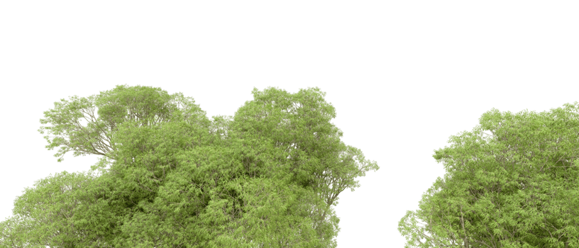Green forest isolated on background. 3d rendering - illustration png