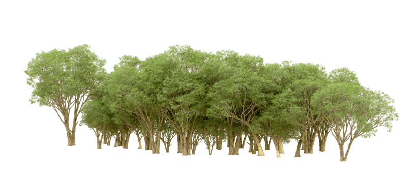 Green forest isolated on background. 3d rendering - illustration png