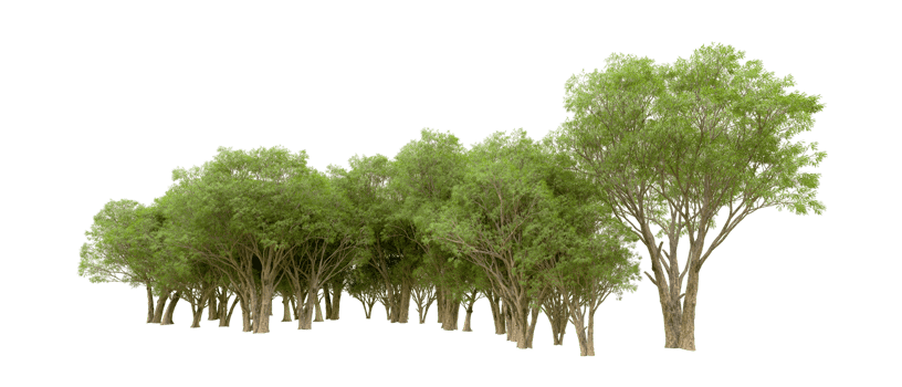 Green forest isolated on background. 3d rendering - illustration png