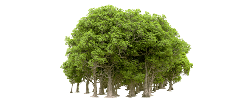 Green forest isolated on background. 3d rendering - illustration png