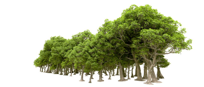 Green forest isolated on background. 3d rendering - illustration png