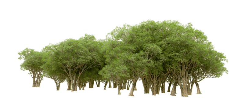 Green forest isolated on background. 3d rendering - illustration png