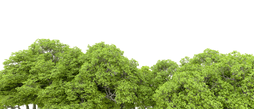 Green forest isolated on background. 3d rendering - illustration png