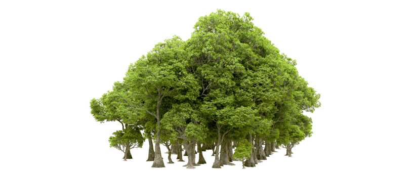 Green forest isolated on background. 3d rendering - illustration png