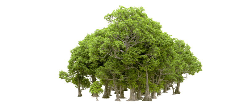 Green forest isolated on background. 3d rendering - illustration png