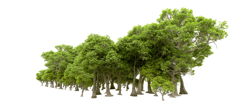 Green forest isolated on background. 3d rendering - illustration png
