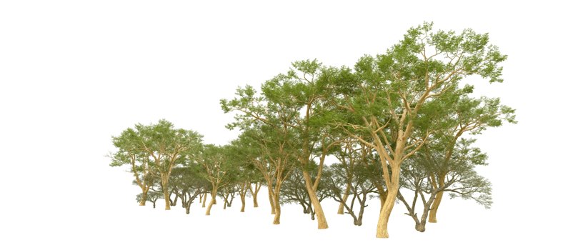 Green forest isolated on background. 3d rendering - illustration png