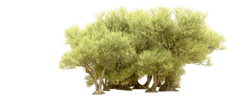 Green forest isolated on background. 3d rendering - illustration png
