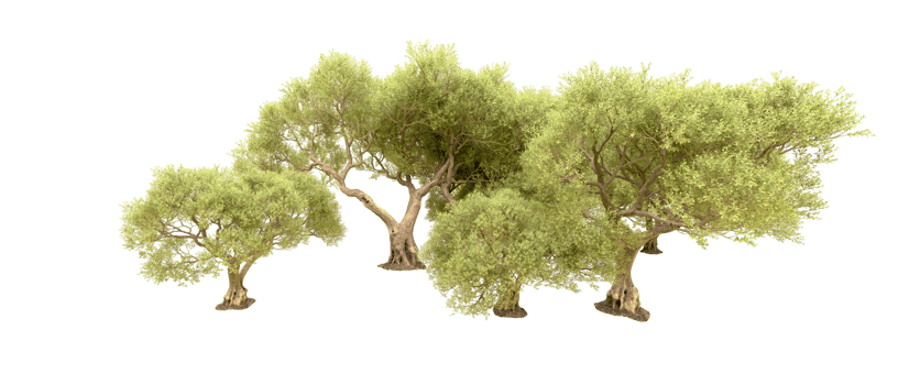 Green forest isolated on background. 3d rendering - illustration png