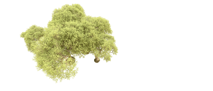 Green forest isolated on background. 3d rendering - illustration png
