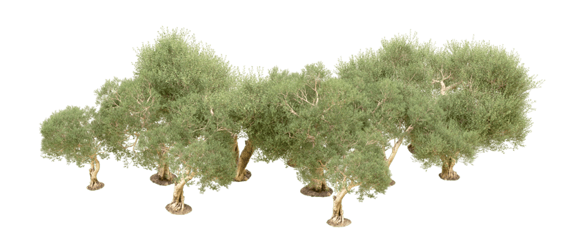 Green forest isolated on background. 3d rendering - illustration png