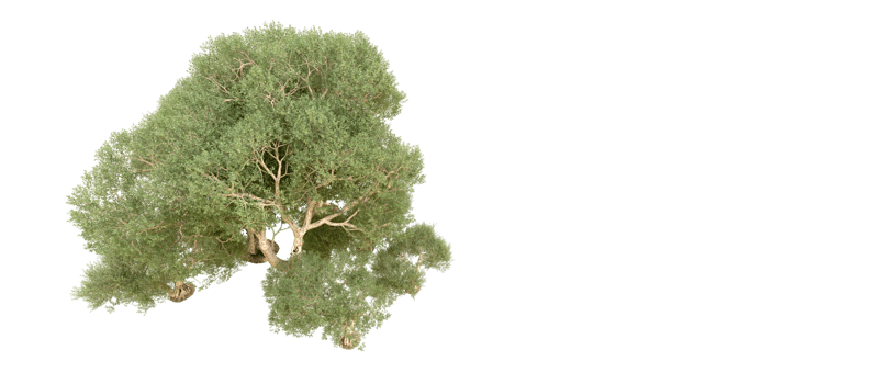 Green forest isolated on background. 3d rendering - illustration png