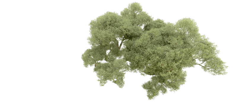 Green forest isolated on background. 3d rendering - illustration png