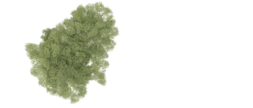 Green forest isolated on background. 3d rendering - illustration png