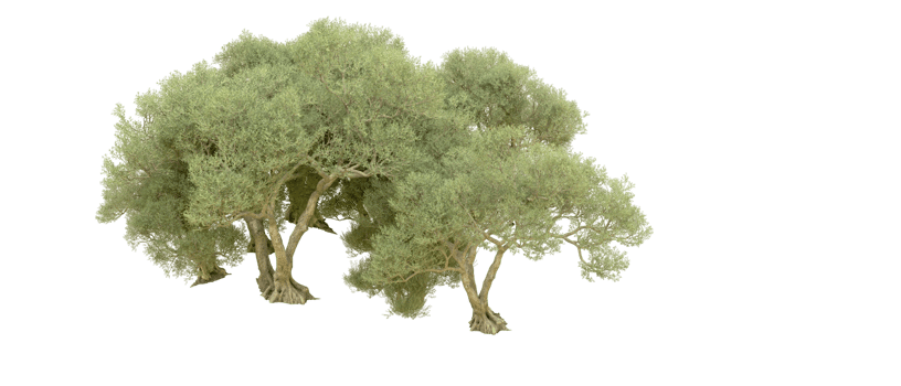 Green forest isolated on background. 3d rendering - illustration png