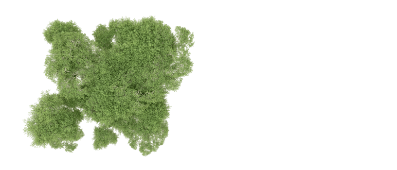 Green forest isolated on background. 3d rendering - illustration png