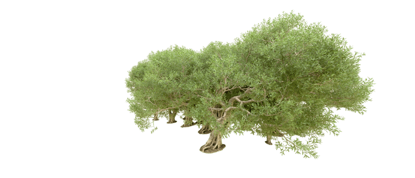 Green forest isolated on background. 3d rendering - illustration png