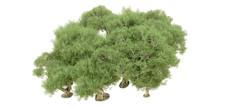 Green forest isolated on background. 3d rendering - illustration png